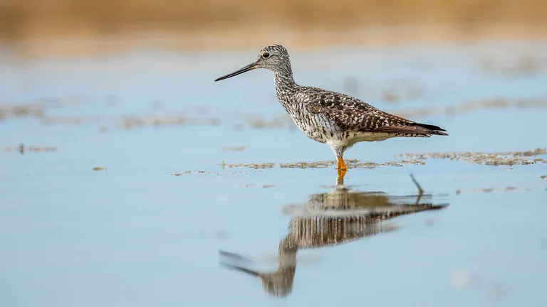 A lesser yellowlegs stands in shallow water above its reflection.