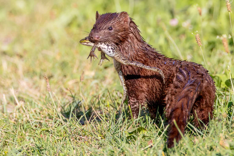 A mink stands in wet grass with a frog held in its mouth.