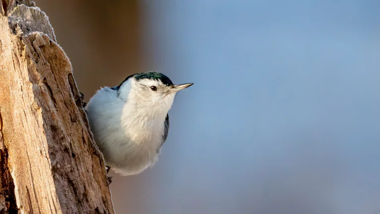 A white-breasted nuthatch peeks around the side of a weathered tree trunk.