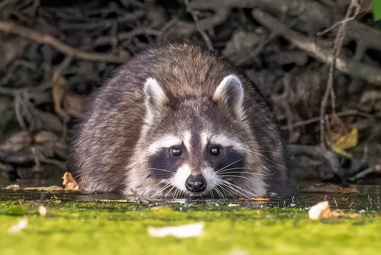 A raccoon peers out from the edge of an algae-covered pond.