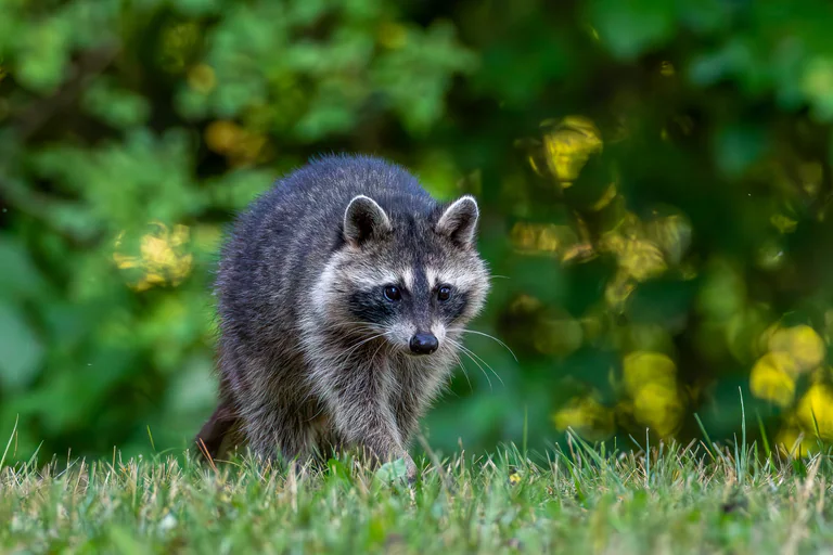 A raccoon faces the camera from a grassy clearing bordered by green foliage.