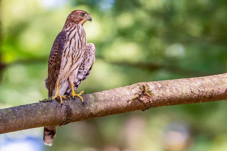 A red-tailed hawk stands on a horizontal branch in dappled green surroundings.
