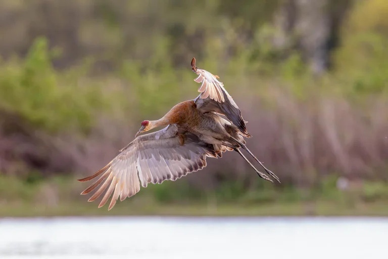 A sandhill crane flies low over water with its wings extended.