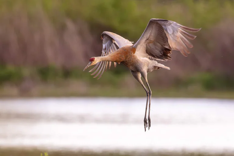 A sandhill crane flies above water with wings raised and long legs hanging below.