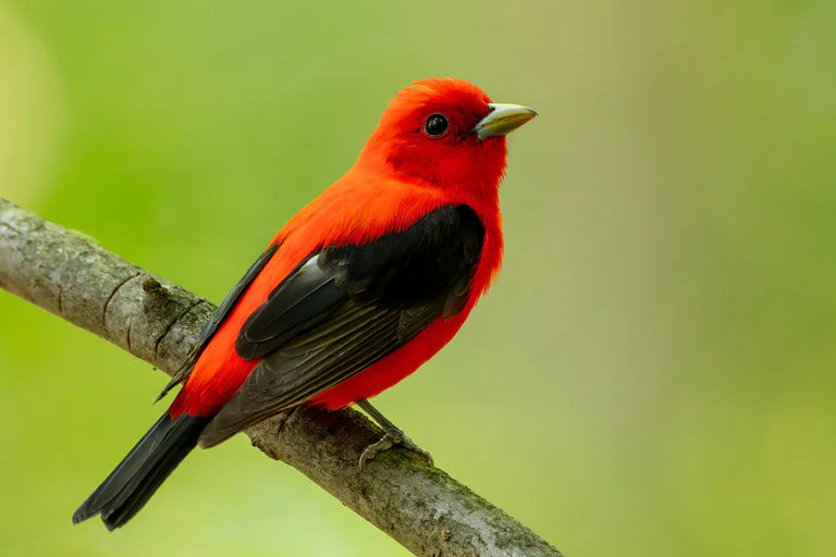 A scarlet tanager perches on a branch against bright green foliage.