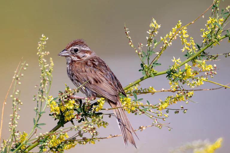A song sparrow perches among fine branches and small yellow blossoms.
