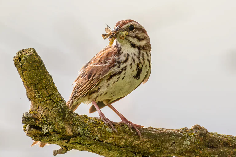 A song sparrow stands on a mossy branch with an insect in its beak.