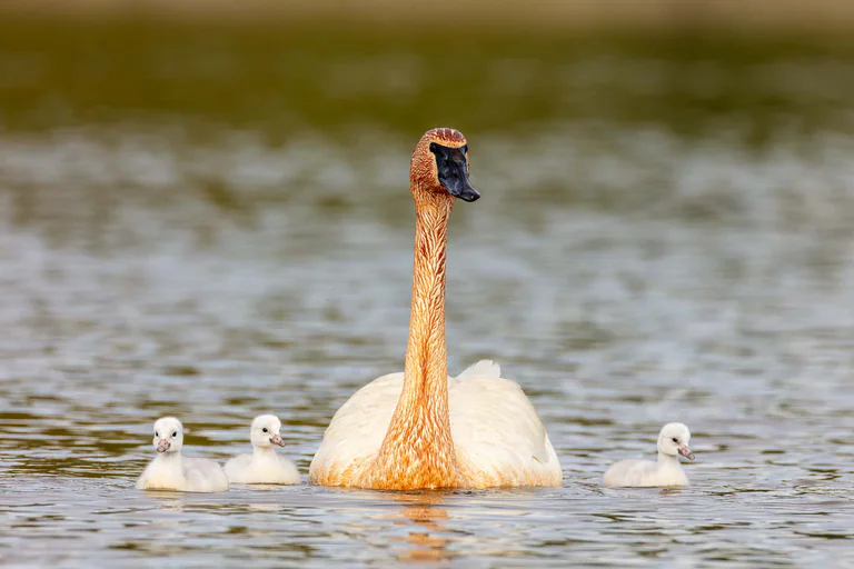 A trumpeter swan holds its long neck upright while cygnets swim nearby.