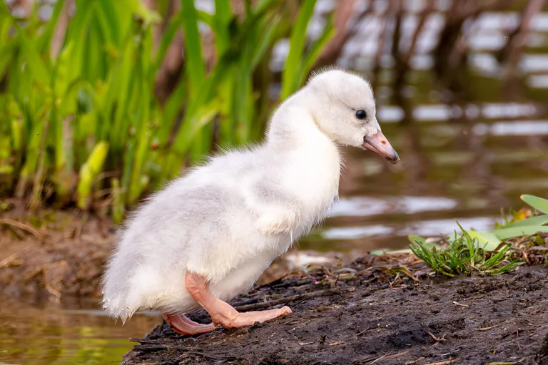 A fluffy white swan cygnet stands on the muddy edge of a pond.