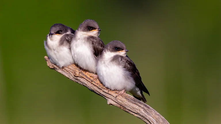 Three tree swallows huddle together on a diagonal branch.