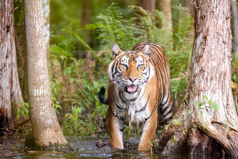 A tiger walks through shallow water between tree trunks.