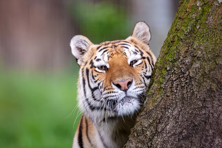 A tiger peers around the side of a tree trunk.