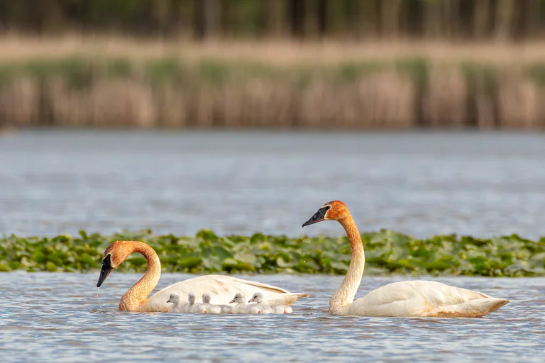 Two trumpeter swans swim with their cygnets across still water.