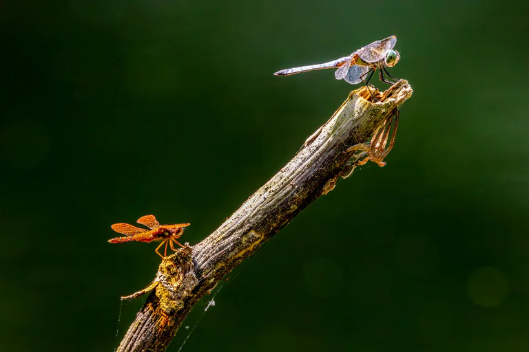 Eastern amberwing and blue dasher dragonflies perch at different heights on a broken stem.