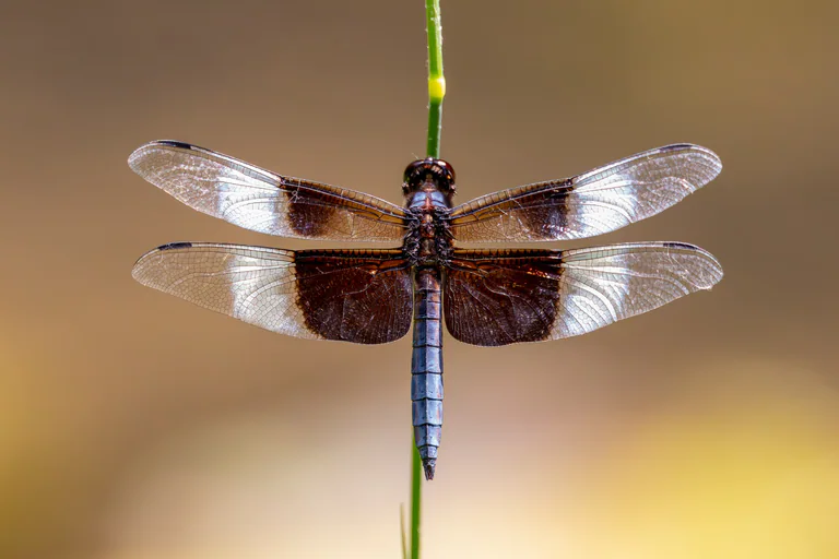 A widow skimmer dragonfly perches with its patterned wings spread.