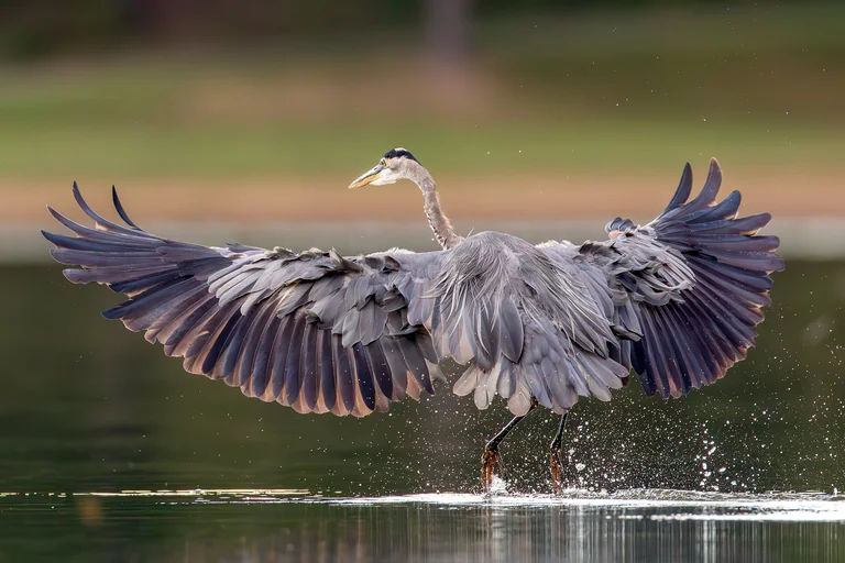 A great blue heron spreads both wings wide above the water.