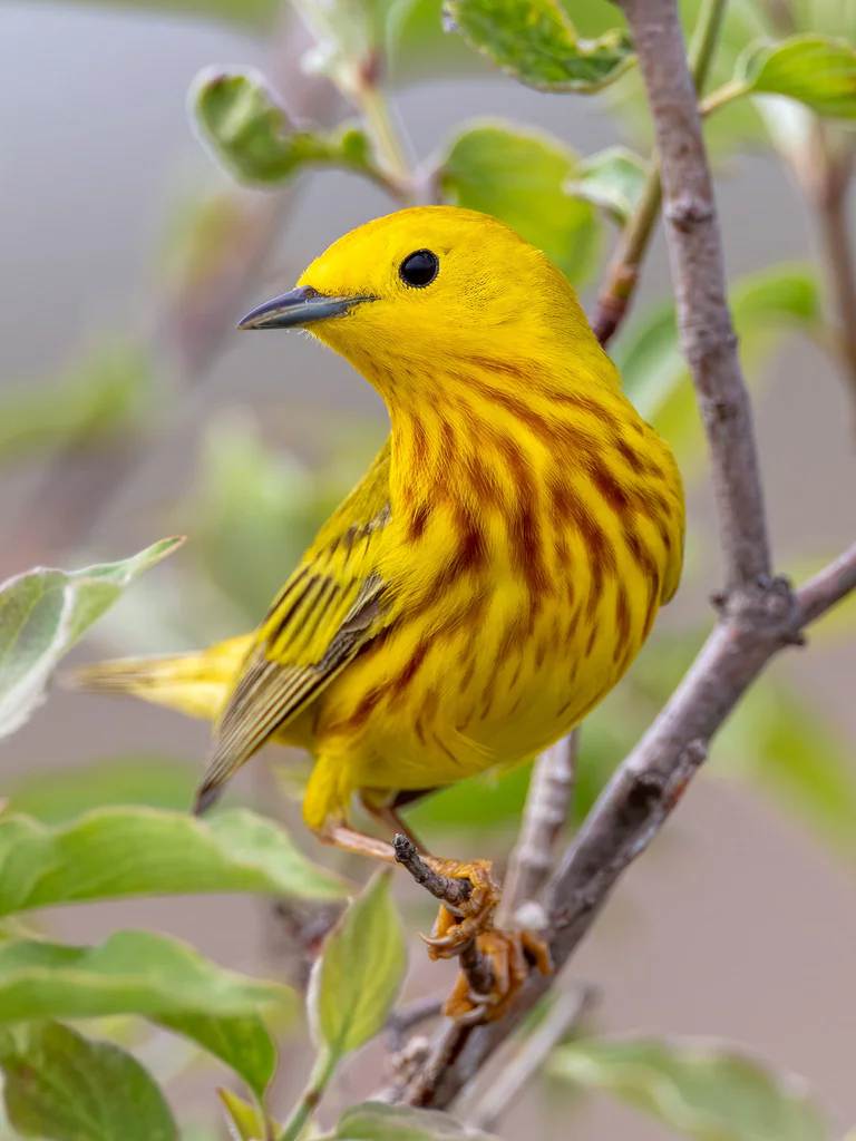 A yellow warbler perches among fresh leaves, rusty streaks visible on its yellow breast.