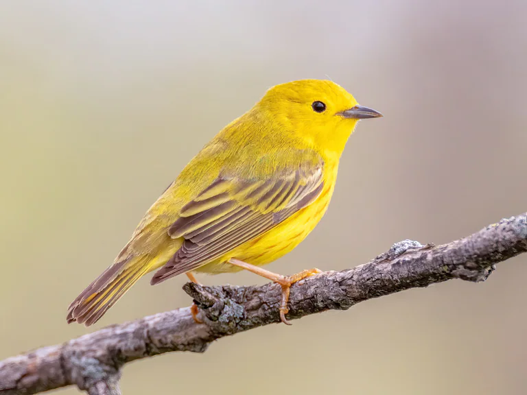 A yellow warbler perches side-on on a bare branch.