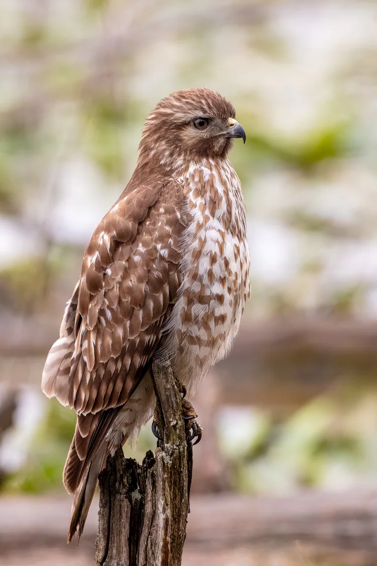 A juvenile red-tailed hawk perches against a softly blurred woodland background.